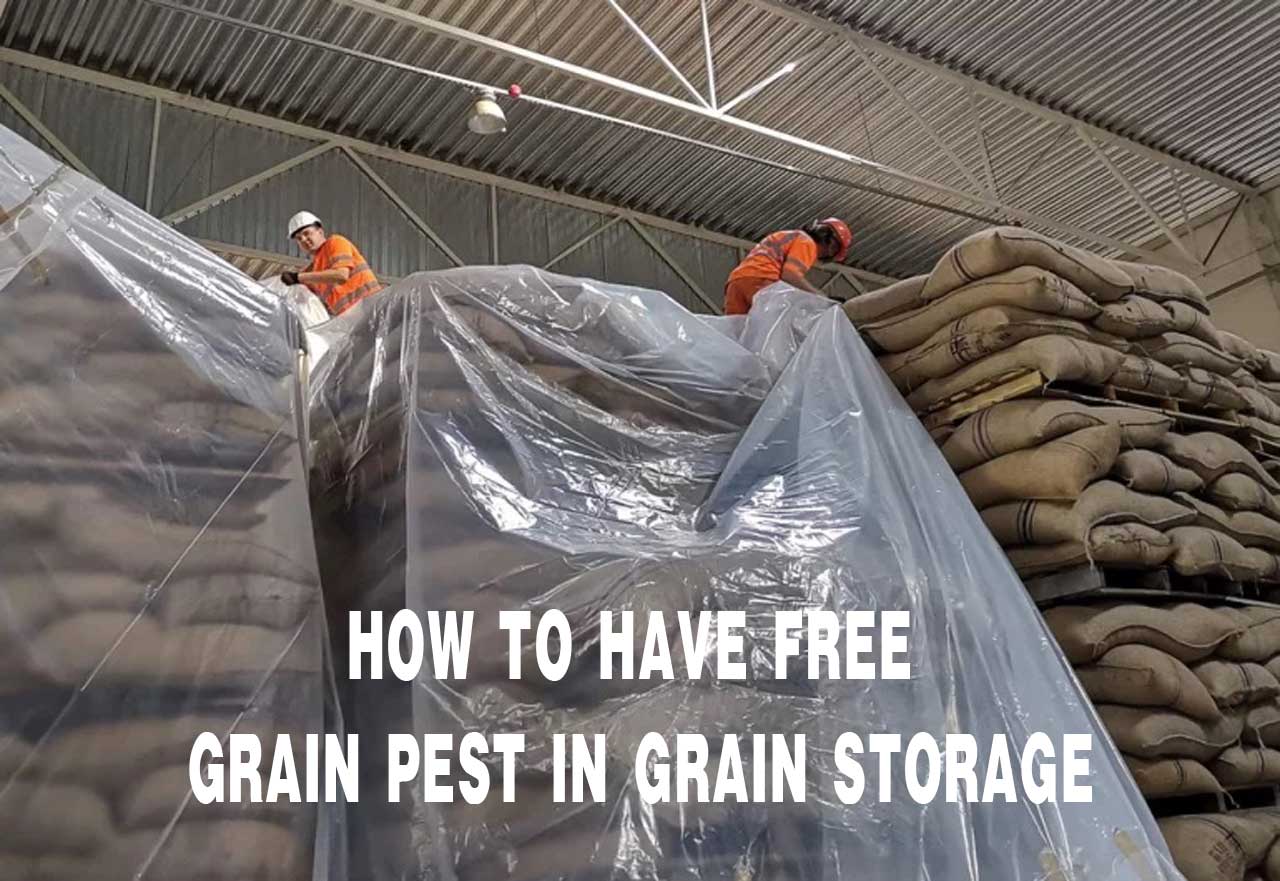 How To Have Free Grain Pest In Grain Storage